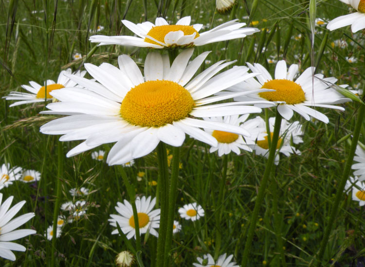 Leucanthemum vulgare / Margherita diploide